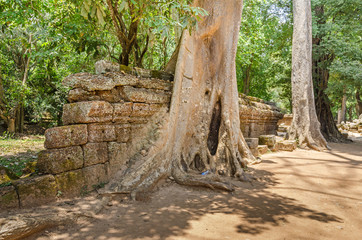 Roots of a spung destroying the walls of the Ta Prohm temple in Angkor Wat, Cambodia