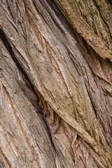 Pine Tree Bark