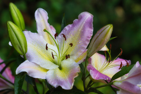 Close-up of pastel multicolor liy flowers in the summer garden after the rain