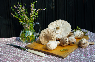 Fresh parasol mushrooms (Macrolepiota procera) on the table outdoors in autumn 