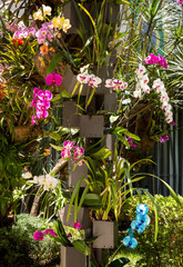 Garden with orchids of various colors