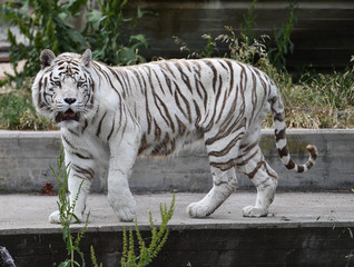 tigre de bengala