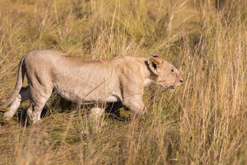 Fototapeta na wymiar Female lion, leo panthera, hunting in the tall grass of the Maasai Mara in Kenya, Africa