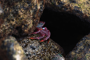 crab hidden in the stones