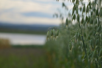 Plantation of oats near a lake