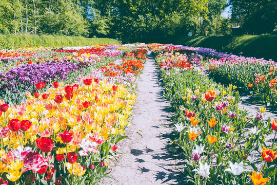 Tulpen