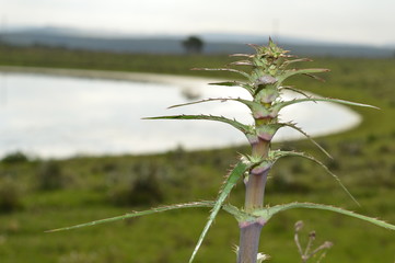 Spiny plant near a lake
