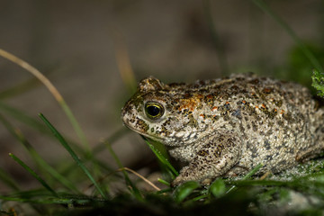 The natterjack toad, Bufo calamita, sitting in grass on the beach of Skagen, Denmark.