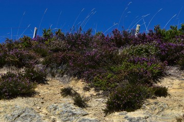 Blumen und Sträucher in der Rioja