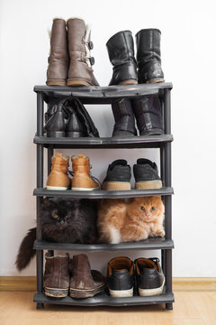 Any cat's favourite place: the shoe rack