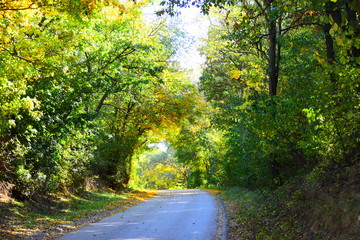 Waldstraße im Herbst