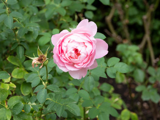 Close-up of A Wild Rose