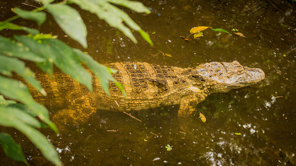 Yacare en el agua Misiones- Argentina yacare in water