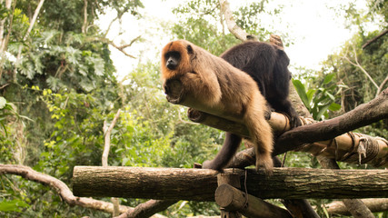 Monos acostados - monkeys lyings