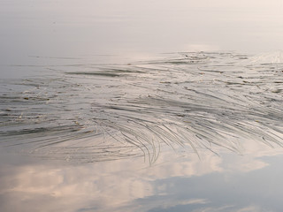 Bur-reed water plant floating leaves on calm water