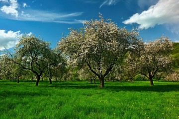 flowering orchard