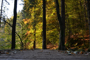 Fototapeta premium forest in autumn