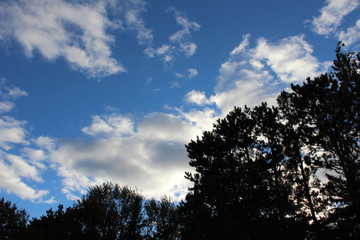 Fototapeta premium clouds and trees