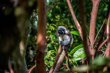 Little monkey on a branch in a tropical jungle. Sweet monkey on a tree branch. Monkey sitting on tree branch in the dark tropical forest.