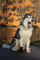 Dog breed Alaskan Malamute similar to the wolf in the autumn forest on the background of orange-yellow foliage