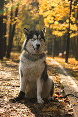 Dog breed Alaskan Malamute similar to the wolf in the autumn forest on the background of orange-yellow foliage