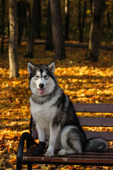 Obraz premium Dog breed Alaskan Malamute similar to the wolf in the autumn forest on the background of orange-yellow foliage