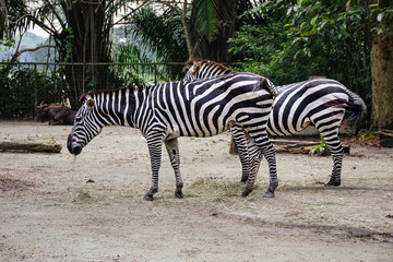 Fototapeta na wymiar Two zebras against a background of green jungle. Asia, Singapore