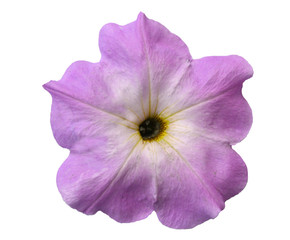 Naklejka premium Beautiful delicate lilac Petunia flower on a white background isolated closeup