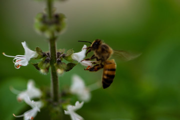 The bee and flowers