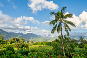 Fototapeta na wymiar Palm Tree with northern Kauai in background