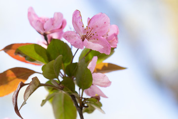 Pink Crabapple Bloom
