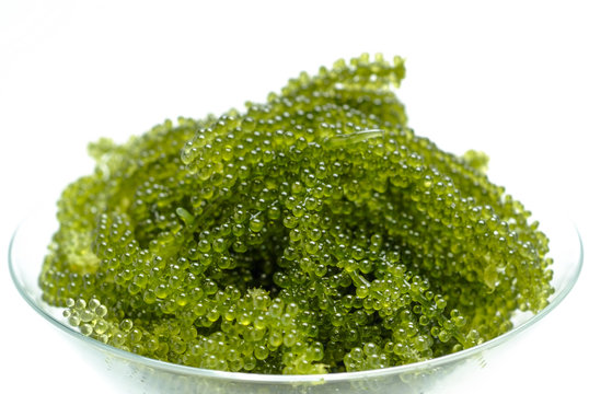 海ぶどう の画像 17 745 件の Stock 写真 ベクターおよびビデオ Adobe Stock