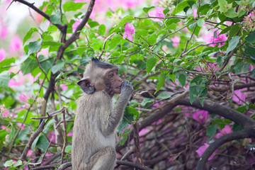 Obraz premium 可愛いサル 