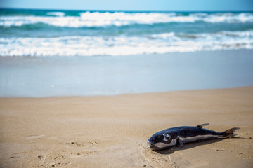 dead fish lying on the beach
