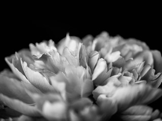Fototapeta na wymiar white flower on a black background