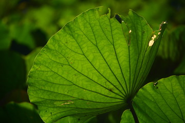 green lotus leaf in the pool