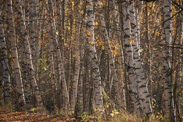 Obraz premium the natural background - birches
