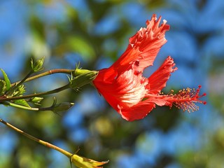 Large red flower (hibiscus) and some buds against a blurred background. A soft wind blows.