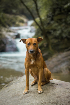perro en la roca