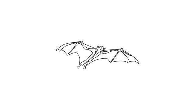 Animated sketch vector doodle of bat mammal drawn in black changes to color illustration