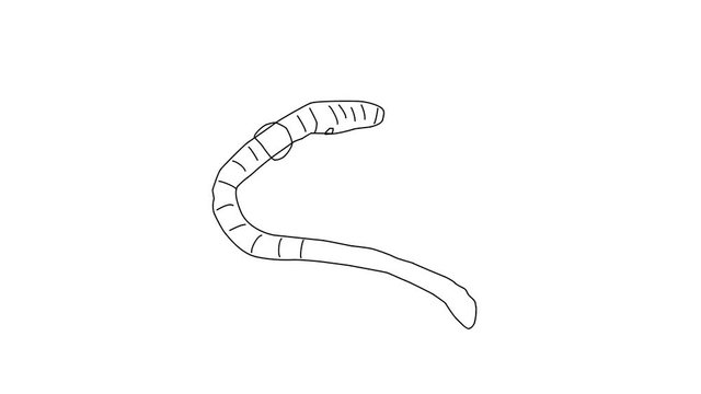 Animated sketch vector doodle of common earthworm drawn in black changes to color illustration