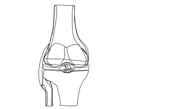 Animated sketch vector drawing doodle of knee joint anatomy bones cartilage meniscus ligaments  drawn in black changes to color illustration