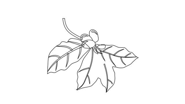 Animated sketch vector drawing doodle coffee beans on the vine drawn in black changes to color illustration