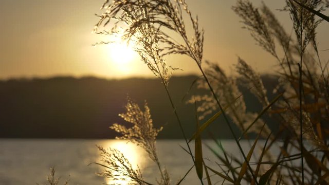 sunset  reed