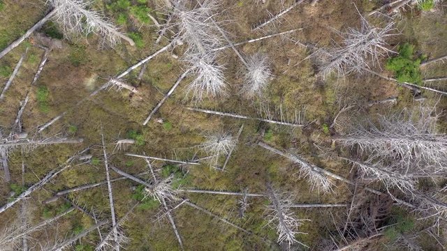 Forest Killed and Destroyed By Bark Beetle Infestation