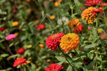 百日草の群生