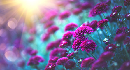 Fleurs de chrysanthème qui fleurissent dans un jardin. Fleurs d& 39 automne de beauté. Couleurs vives lumineuses