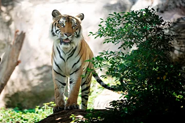 Crédence de cuisine en verre imprimé Tigre Tigre du Bengale en forêt