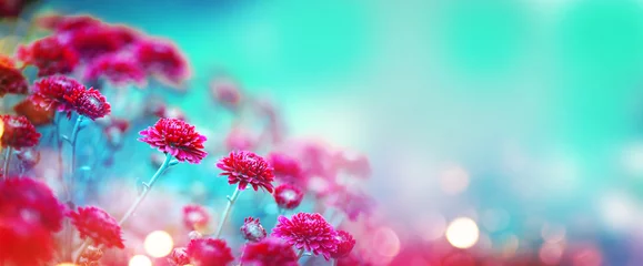 Papier Peint photo autocollant Fleurs Fleurs de chrysanthème qui fleurissent dans un jardin. Fleurs d& 39 automne de beauté. Couleurs vives lumineuses