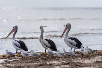 Three Pelicans On The Beach